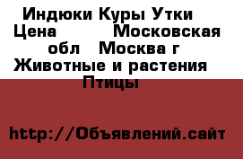 Индюки Куры Утки  › Цена ­ 500 - Московская обл., Москва г. Животные и растения » Птицы   